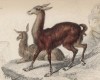 Ламы на утёсе (Auchenia Llama (лат.)) (лист 2 тома XI "Библиотеки натуралиста" Вильяма Жардина, изданного в Эдинбурге в 1843 году)