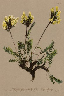 Остролодочник полевой (Oxytropis campestris (лат.)) (из Atlas der Alpenflora. Дрезден. 1897 год. Том III. Лист 246)