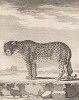 Леопард с вопросом в очах (лист XXX иллюстраций к третьему тому знаменитой "Естественной истории" графа де Бюффона, изданному в Париже в 1750 году)