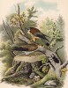 Степные пустельги в 1/3 натуральной величины (лист XXXII красивой работы Оскара фон Ризенталя "Хищные птицы Германии...", изданной в Касселе в 1894 году)