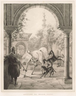Белый конь Ибрагим-паши (из "Путешествия на Восток..." герцога Максимилиана Баварского. Штутгарт. 1846 год (лист IX))
