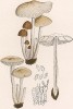 Коллибия холмовая, Collybia collina Scop. (лат.). Дж.Бресадола, Funghi mangerecci e velenosi, т.I, л.70. Тренто, 1933