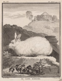 Ангорский кролик (лист XXXIX иллюстраций ко второму тому знаменитой "Естественной истории" графа де Бюффона, изданному в Париже в 1749 году)