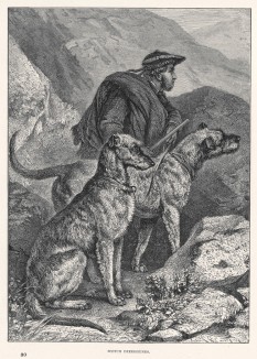 Дирхаунды в ожидании добычи (из "Книги собак" Веро Шоу, изданной в Лондоне в 1881 году)