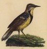 Ожереловый трупиал (Sturnella colaris (лат.)) (лист из альбома литографий "Галерея птиц... королевского сада", изданного в Париже в 1822 году)