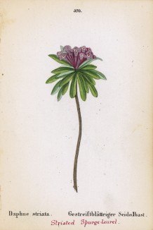 Волковник полосатый (Daphne striata (лат.)) (лист 370 известной работы Йозефа Карла Вебера "Растения Альп", изданной в Мюнхене в 1872 году)