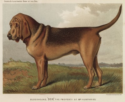 Бладхаунд Дон, принадлежащий миссис Хамфрис (из "Книги собак" Веро Шоу, украшенной великолепными иллюстрациями Чарльза Барбера. Лондон. 1881 год)
