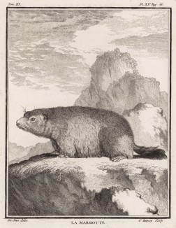 Сурок, или альпийская мышь (лист XV иллюстраций к третьему тому знаменитой "Естественной истории" графа де Бюффона, изданному в Париже в 1750 году)