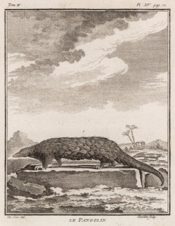 Панголин из рода ящеров (живёт в полном одиночестве, размножается один раз в год) (лист XV иллюстраций к четвёртому тому знаменитой "Естественной истории" графа де Бюффона, изданному в Париже в 1753 году)