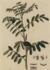 Индигофера красильная (Indigofera tinctoria (лат.)) — растение семейства бобовые родом из Индии. Культивируется в тропических странах ради получения синей краски (лист 596 "Гербария" Элизабет Блеквелл, изданного в Нюрнберге в 1760 году)