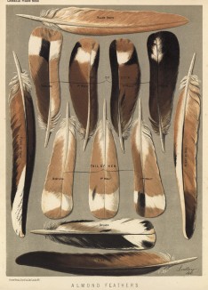 Перья миндального голубя-турмана (из знаменитой "Книги голубей..." Роберта Фултона, изданной в Лондоне в 1874 году)