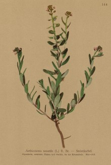 Крылотычинник скальный (Aethiomena saxatile (лат.)) (из Atlas der Alpenflora. Дрезден. 1897 год. Том II. Лист 144)