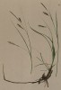 Осока железистая (Carex ferruginea Scop. (лат.)) (из Atlas der Alpenflora. Дрезден. 1897 год. Том I. Лист 48)