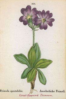 Примула великолепная (Primula spectabilis (лат.)) (лист 353 известной работы Йозефа Карла Вебера "Растения Альп", изданной в Мюнхене в 1872 году)