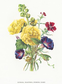 Алтей, гвоздика и ипомея (лат. Althaea, Dianthus, Ipomoea learii). Из альбома Fruits and Flowers. Лондон, 1955