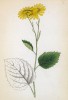 Крестовник сердцевидный (Senecio cordatus (лат.)) (лист 233 известной работы Йозефа Карла Вебера "Растения Альп", изданной в Мюнхене в 1872 году)