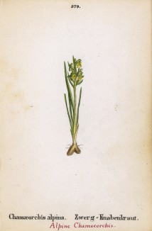 Ятрышничек (Chamaeorchis alpina (лат.)) (лист 379 известной работы Йозефа Карла Вебера "Растения Альп", изданной в Мюнхене в 1872 году)
