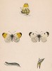 Бабочка зорька, или аврора (лат. Papilio Cardamines), её гусеница и куколка. History of British Butterflies Френсиса Морриса. Лондон, 1870, л.12