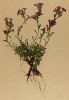 Эринус альпийский (Erinus alpinus (лат.)) (из Atlas der Alpenflora. Дрезден. 1897 год. Том IV. Лист 379)