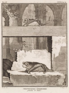 Две иностранных (не французских) летучих мыши в натуральную величину (лист VIII иллюстраций к четвёртому тому знаменитой "Естественной истории" графа де Бюффона, изданному в Париже в 1753 году)