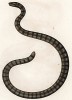 Морская змея Platurus fasciatus (лат.) (из Naturgeschichte der Amphibien in ihren Sämmtlichen hauptformen. Вена. 1864 год)