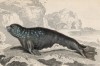 Тюлень-монах, или белобрюхий тюлень (Phoca monachus (лат.)), водился в Чёрном море до конца XIX века (лист 13 тома VI "Библиотеки натуралиста" Вильяма Жардина, изданного в Эдинбурге в 1843 году)