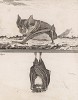 Летучая мышь Le fer-à-cheval (фр.) в бодрствующем (вверху) и спящем состоянии (лист XX иллюстраций к восьмому тому знаменитой "Естественной истории" графа де Бюффона, изданному в Париже в 1760 году)