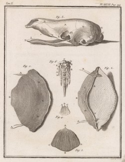 Части тела (лист XXXVI иллюстраций к десятому тому знаменитой "Естественной истории" графа де Бюффона, изданному в Париже в 1763 году)