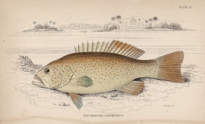 Коралловый леопардовый группер (Plectropoma leopardius (лат.)) (лист 21 XXIX тома "Библиотеки натуралиста" Вильяма Жардина, изданного в Эдинбурге в 1835 году
