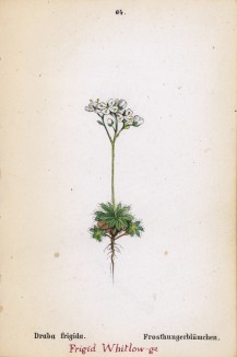 Крупка холодная (Draba frigida (лат.)) (лист 64 известной работы Йозефа Карла Вебера "Растения Альп", изданной в Мюнхене в 1872 году)