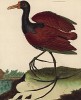 Мексиканская птица якана (из Table des Planches Enluminées d'Histoire Naturelle de M. D'Aubenton (фр.). Утрехт. 1783 год (лист 322))
