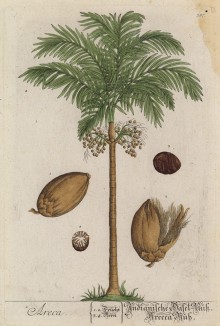 Арековая пальма, или бетель (Areca (лат.)). Плоды пальмы Areca применяют для изготовления жвачки в Индо-Малайском регионе (лист 387 "Гербария" Элизабет Блеквелл, изданного в Нюрнберге в 1757 году)