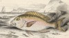 Карась-многозуб (Cantharus griseus (лат.)) (лист 10 XXXII тома "Библиотеки натуралиста" Вильяма Жардина, изданного в Эдинбурге в 1843 году)