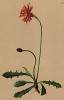 Скерда золотистая (Crepis aurea (лат.)) (из Atlas der Alpenflora. Дрезден. 1897 год. Том V. Лист 491)