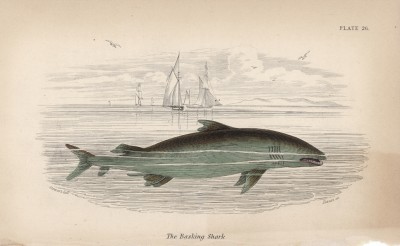 Гигантская акула (Selachus maximus (лат.)) (лист 26 XXXIII тома "Библиотеки натуралиста" Вильяма Жардина, изданного в Эдинбурге в 1843 году)
