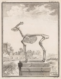 Скелет рогатого животного (лист XXXV иллюстраций к шестому тому знаменитой "Естественной истории" графа де Бюффона, изданному в Париже в 1756 году)