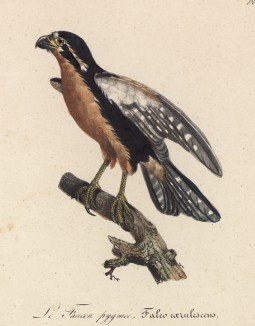 Сокол-крошка африканский (лист из альбома литографий "Галерея птиц... королевского сада", изданного в Париже в 1822 году)