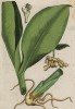 Дикий широколистный имбирь (Alpinia zerumbet (лат.)) (лист 402 "Гербария" Элизабет Блеквелл, изданного в Нюрнберге в 1760 году)