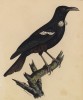 Птица-осоед (лист из альбома литографий "Галерея птиц... королевского сада", изданного в Париже в 1825 году)