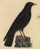 Клушица альпийская (Pyrrhocorax alpinus (лат.)) (лист из альбома литографий "Галерея птиц... королевского сада", изданного в Париже в 1822 году)