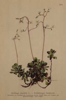 Камнеломка сердцелистная (Saxifraga cuneifolia (лат.)) (из Atlas der Alpenflora. Дрезден. 1897 год. Том II. Лист 188)