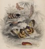 Титульный лист XXXVII тома "Библиотеки натуралиста" Вильяма Жардина, изданного в Эдинбурге в 1843 году и посвящённого Пьеру Латрею (на миниатюре изображены бабочки и гусеницы)