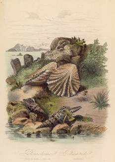 Моллюски семейств Macrogastra plicatula и Pleuroloma (лат.) (иллюстрация к работе Ахилла Конта Musée d'histoire naturelle, изданной в Париже в 1854 году)