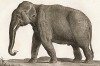Индийский слон в 1/10 натуральной величины (лист из La ménagerie du muséum national d'histoire naturelle ou description et histoire des animaux... -- знаменитой в эпоху Наполеона работы по натуральной истории)