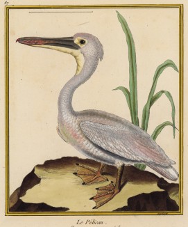 Пеликан (из Table des Planches Enluminées d'Histoire Naturelle de M. D'Aubenton (фр.). Утрехт. 1783 год (лист 87))