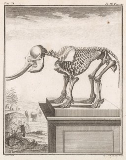 Скелет слона (лист IV иллюстраций к одиннадцатому тому знаменитой "Естественной истории" графа де Бюффона, изданному в Париже в 1764 году)