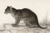 Дикий гималайский кот (Felis Himalyanus (лат.)) (лист 24* тома III "Библиотеки натуралиста" Вильяма Жардина, изданного в Эдинбурге в 1834 году)