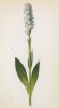 Перистилус белый (Peristylus albidus (лат.)) (лист 375 известной работы Йозефа Карла Вебера "Растения Альп", изданной в Мюнхене в 1872 году)