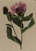 Василёк фригийский (Centaurea phrygia (лат.)) (из Atlas der Alpenflora. Дрезден. 1897 год. Том V. Лист 480)
