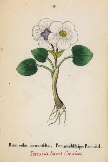 Лютик белорозолистный (Ranunculus parnassifolius (лат.)) (лист 19 известной работы Йозефа Карла Вебера "Растения Альп", изданной в Мюнхене в 1872 году)